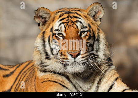 Ritratto di una tigre del Bengala (Panthera tigris bengalensis) Foto Stock