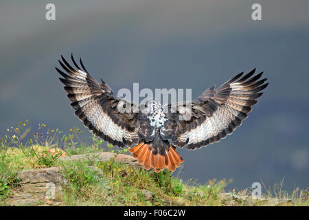 Un jackal poiana (Buteo rufofuscus) in atterraggio con ante aperte, Sud Africa Foto Stock