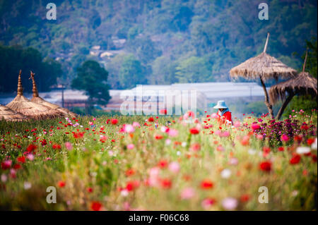 Bellissimo giardino di fiori in Doi Angkhang montagna, Chiang Mai, Thailandia Foto Stock