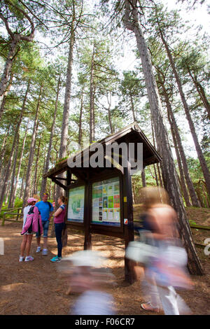 Formby Squirrel riserva vicino Liverpool, UK. 8 agosto 2015. I turisti che visitano la Formby Squirrel Riserva per vedere il rosso scoiattoli nel loro ambiente naturale e godetevi miglia di coste passeggiate su una gloriosa estati pomeriggio. Auto & i visitatori in coda per entrare in modo che possano godere di vedute mozzafiato del mare o un picnic. Molti proprietari del cane guidato su una passeggiata costiera per visualizzare Formby affascinante costa. Credito: Cernan Elias/Alamy Live News Foto Stock