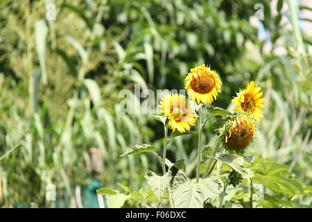 Gruppo di girasoli in estate con una forte sfocatura sullo sfondo verde della natura. Foto Stock