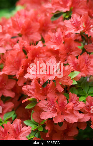 Rosso di rododendro in fiore nel giardino. Foto Stock