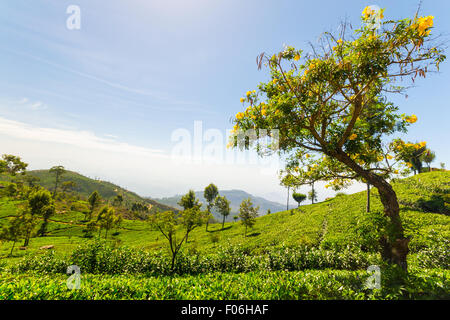 Vivid tè verde paesaggio di raccolto in Haputale, uno dei più visitati landmark in Sri Lanka. Ampia angolazione in un luminoso giorno di su Foto Stock