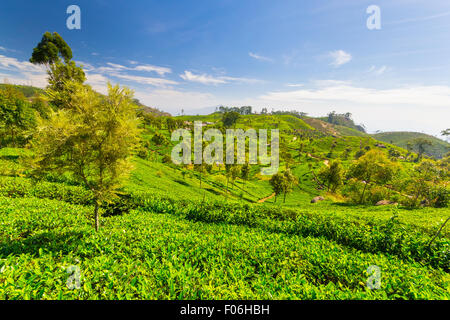 Vivid tè verde paesaggio di raccolto in Haputale, uno dei più visitati landmark in Sri Lanka. Ampia angolazione in un luminoso giorno di su Foto Stock