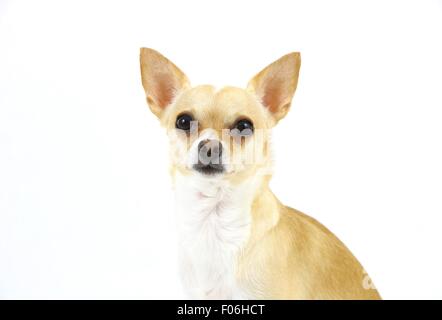 Cute cane, chihuahua, seduti di fronte a uno sfondo bianco Foto Stock