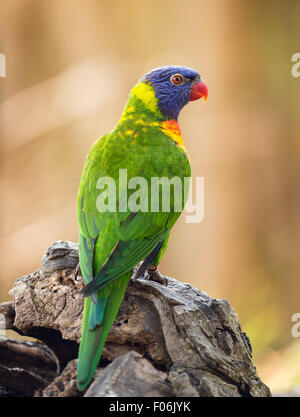 Ritratto di rainbow lorikeet (Trichoglossus haematodus Moluccanus) in posa su una struttura ad albero Foto Stock