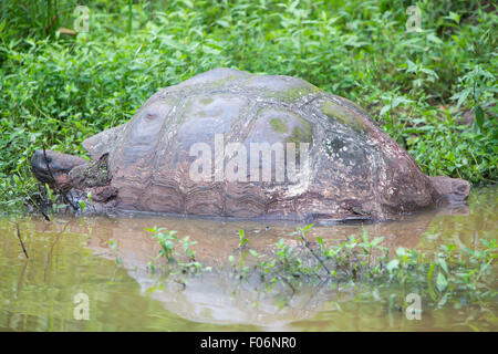 Giant Galapagos tartaruga terrestre Foto Stock