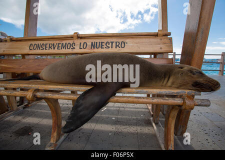 Sleeping Sea Lion su un banco in Puerto Baquerizo Moreno. Isla San Cristobal nelle isole Galapagos 2015 Foto Stock