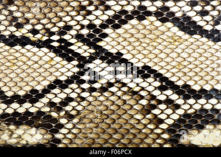 Pelle di serpente python per lo sfondo Foto Stock
