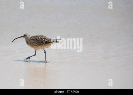 Sanderling bird camminando sulla spiaggia da sola su Isabela Island. Galapagos, Ecuador 2015 Foto Stock