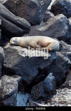 Sea Lion dormire sugli scogli nel porto di San Cristobal Island. Isole Galapagos. Ecuador Foto Stock