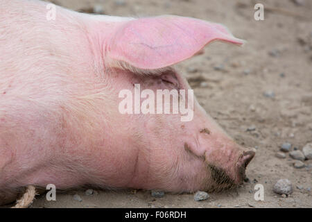 Unico suino rosa wallowing nel fango in un esterno di mercato di animali vivi di Otavalo, Ecuador Foto Stock