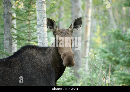 Una mucca alci (Alces alces) in piedi in una foresta. Foto Stock