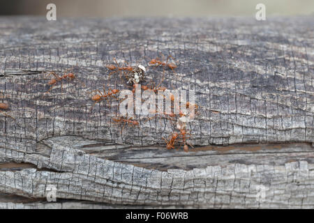 Oecophylla smaragdina o weaver formiche al lavoro su un albero nel sud della Thailandia Foto Stock