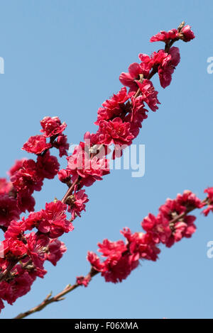 Pfirsichbluete Pfirsich,,, Prunus persica, Kurowaka, yaguchi Foto Stock