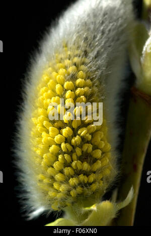 Weidenkaetzchen, Salix; Foto Stock