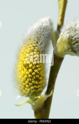 Weidenkaetzchen, Salix; Foto Stock