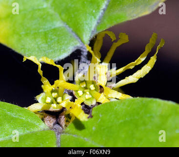 Virginische Zaubernuss,, hamamelis virginiana, Foto Stock