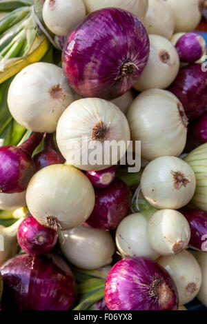 Cipolle mazzetto Di Cipolla appeso mercato di verdure Foto Stock