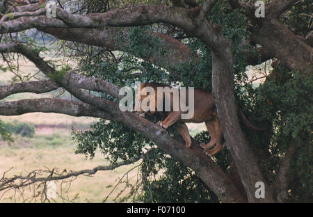 Leone africano maschio presa dal basso nel profilo a piedi attraverso i rami di un albero di grandi dimensioni Foto Stock