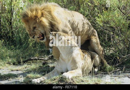 Leone africano maschio e femmina preso dalla parte anteriore di fissaggio maschio femmina in entrambe ululano a ciascun altro Foto Stock