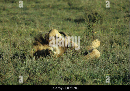 Leone africano maschio preso dalla parte anteriore giacente su di esso torna a dormire con le zampe in aria in erba lunga sul Serengeti Foto Stock