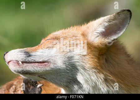 Un Rosso suburbana volpe (Vulpes vulpes) vixen graffiare se stessa in un giardino, Hastings, East Sussex, Regno Unito Foto Stock