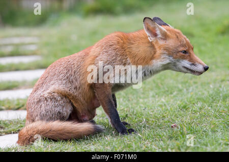 Un Rosso suburbana volpe (Vulpes vulpes) vixen in un giardino, Hastings, East Sussex, Regno Unito Foto Stock