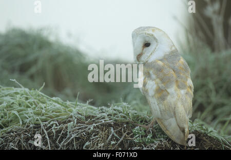 Barbagianni captive preso da dietro guardando a sinistra appollaiato sulla pietra di erba nel gelo e early MORNING MIST Foto Stock
