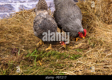 Gallina e Gallo btogether alimentazione Foto Stock