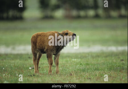 Bison i giovani vitelli presi in profilo cerca testata destra fino chiamando in piedi nella prateria aperta Foto Stock