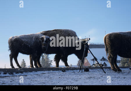 Bison diversi in piedi sul terreno aperto nella neve con fotografi 500 lente su un treppiede Foto Stock