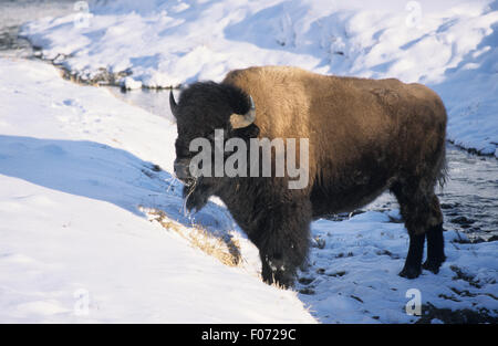 Bison presi in profilo l;ooking lasciato in piedi sul fiume congelato letto nella neve Foto Stock