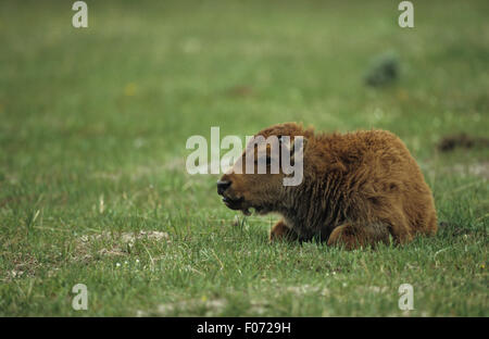 Bison i giovani vitelli presi in profilo cercando lasciati sul terreno nella prateria aperta Foto Stock