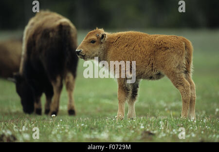 Bison i giovani vitelli presi in profilo guardando a sinistra in piedi su un terreno erboso aperto Foto Stock