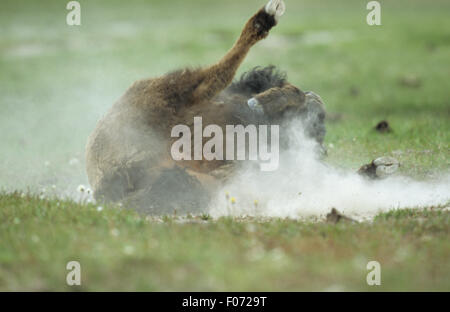 Bison in rotolamento sulla sua schiena nella sporcizia creando una nube di polvere con i piedi in aria Foto Stock