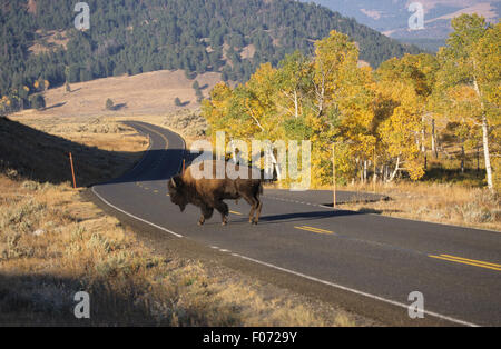 Bison presi in profilo guardando a sinistra in piedi in mezzo a Yellowstone strada asfaltata Foto Stock