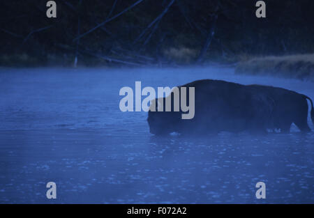 Bison prese nel profilo di sinistra a piedi attraverso il fiume poco profondo in early MORNING MIST Foto Stock