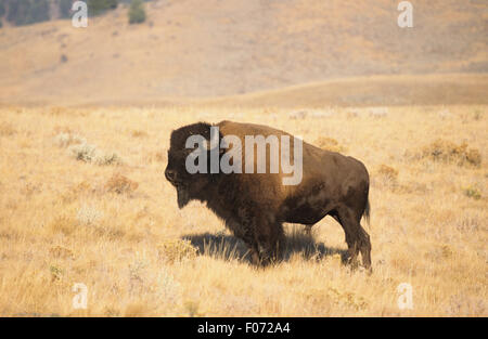 Bison presi in profilo guardando a sinistra in piedi su un terreno erboso aperto Foto Stock