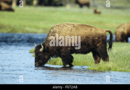 Bison presi in profilo guardando a sinistra a testa in giù a bere dal fiume permanente sulla banca del fiume Foto Stock