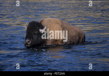 Bison presi in profilo guardando alla piscina della telecamera attraverso un fiume poco profonde acque blu Foto Stock