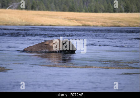 Bison presi in profilo cercando di nuoto di destra su un fiume Foto Stock