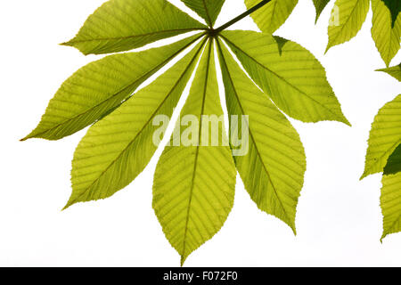 Traslucido ippocastano textured foglie verdi nel retro illuminazione sul cielo bianco sfondo con sun shine flare (full leaf) Foto Stock