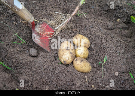 Patate e una pala nel suolo in giardino Foto Stock
