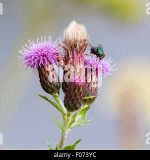 Un comune greenbottle fly, Lucilia sericata, alimentazione su un fiore di cardo testa. Foto Stock