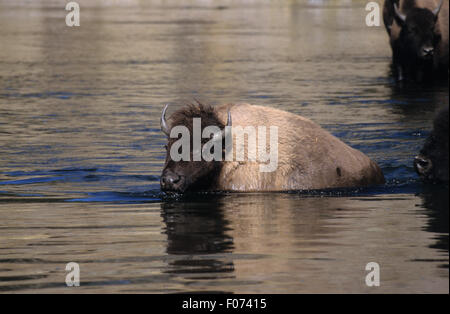Bison presi in profilo guardando a sinistra il nuoto attraverso acqua piatta guardando la fotocamera la riflessione sull'acqua Foto Stock