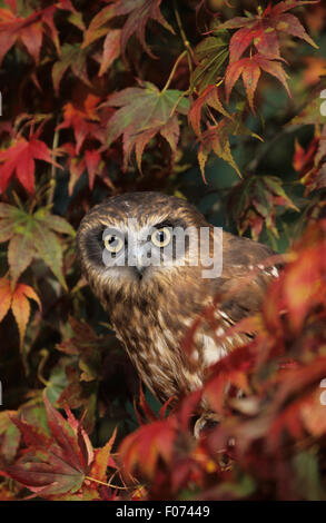 Il Gufo Boobook preso dalla parte anteriore appollaiato in rosso e in giallo le foglie autunnali che guarda in telecamera occhi aperti Foto Stock