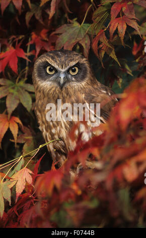 Il Gufo Boobook preso dalla parte anteriore appollaiato in rosso e giallo foglie autunnali, guardando dalla fotocamera Foto Stock