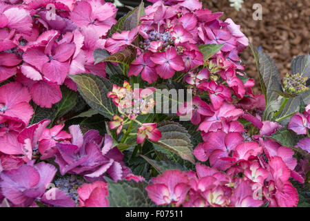 Hydrangea macrophylla dark angel Foto Stock