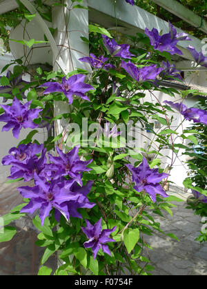 Fiori di Clematis Jackmanii. Foto Stock